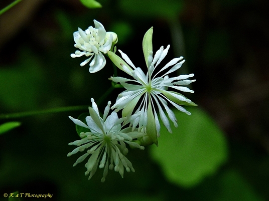 {Thalictrum clavatum}